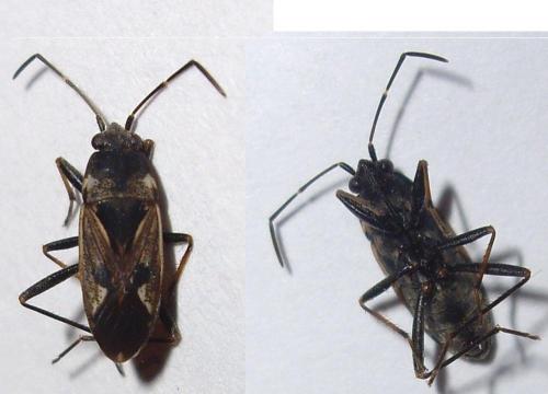 Rhyparochromus vulgaris