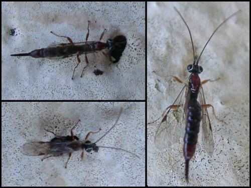 Clistopyga sp.