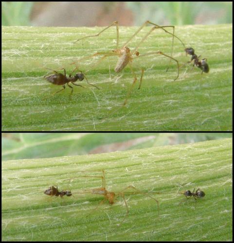 Tetragnatha sp.