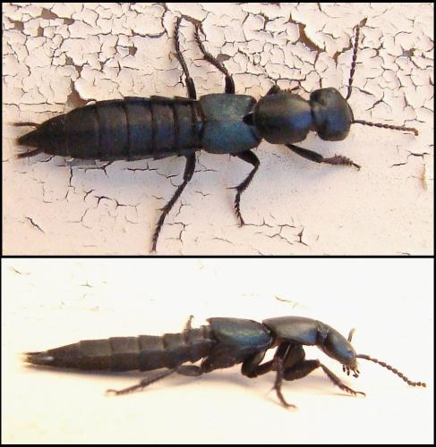 Ocypus ophthalmicus