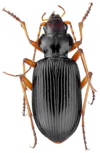 Réf. 64 430 : Nebria picicornis