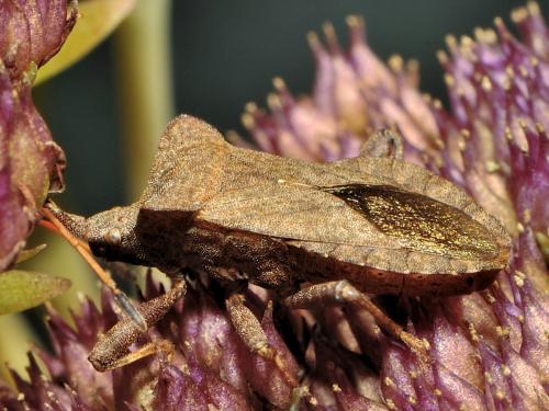 Réf. 64 381 : Coreus marginatus