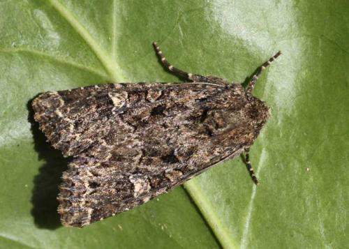 Apamea furva
