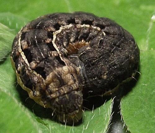 Noctua pronuba