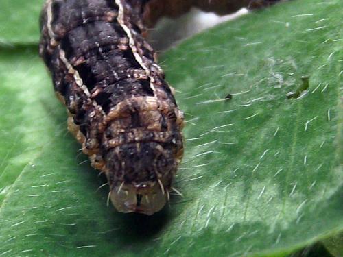 Noctua pronuba