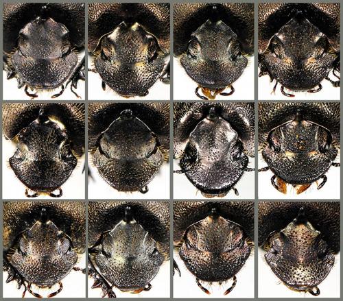 Réf. 64 763 : Onthophagus fracticornis