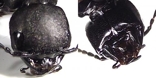 Réf. 64 440 : Ocypus sp.