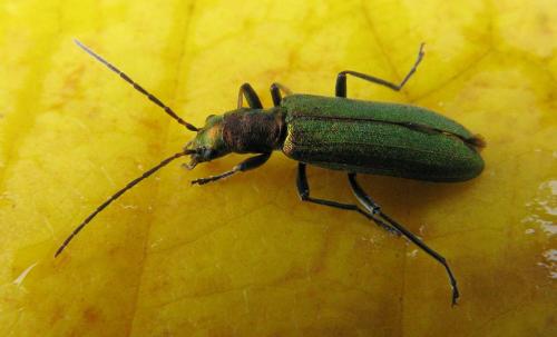 Réf. 64 254 : Chrysanthia viridissima