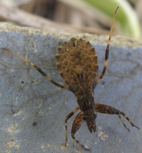 Oncocephalus sp.