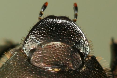 Onthophagus sp.