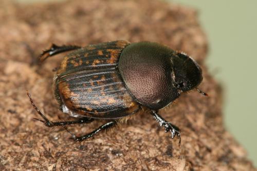 Réf. 64 001 : Onthophagus sp.