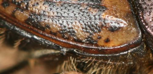 Onthophagus fracticornis