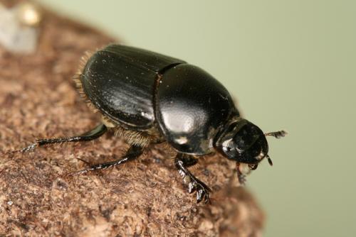 Réf. 64 130 : Onthophagus taurus