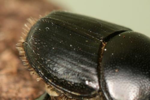 Réf. 64 131 : Onthophagus taurus