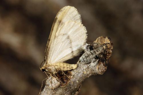 Operophtera fagata