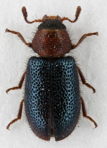 Réf. 64 133 : Opetiopalpus sp.