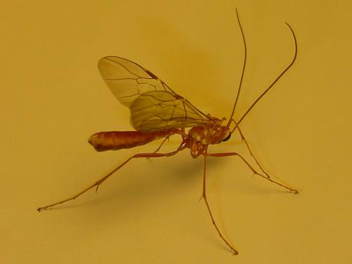 Ophion sp.