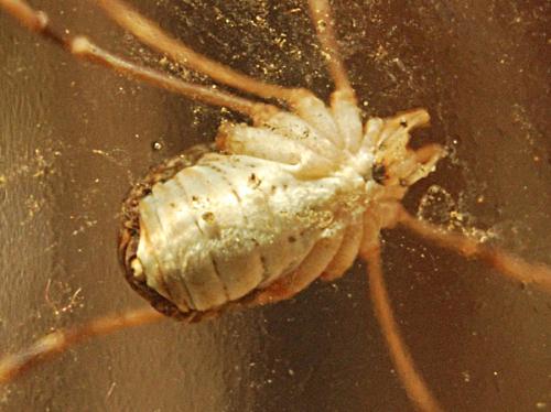 Phalangium opilio