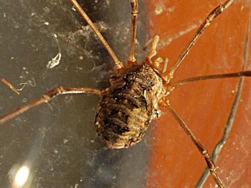 Phalangium opilio