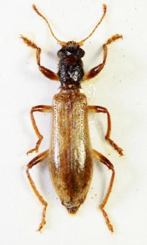 Réf. 64 667 : Opilo sp.