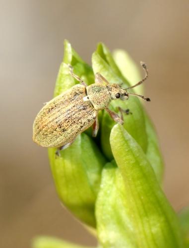 Réf. 64 947 : Phyllobius pyri