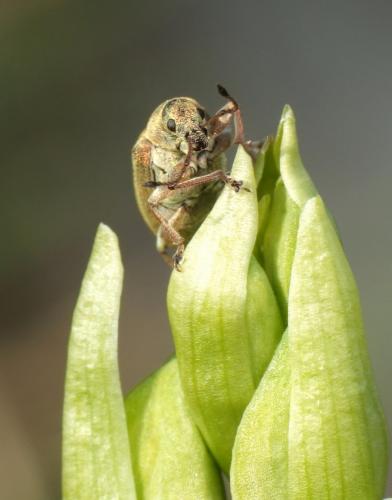 Phyllobius pyri