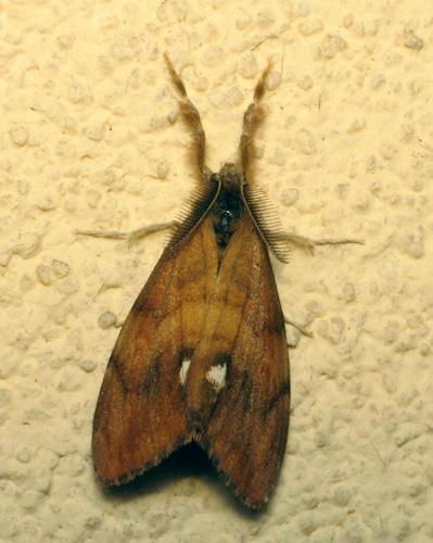 Orgyia antiqua