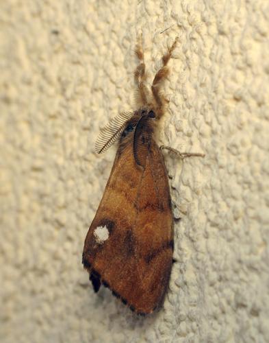 Orgyia antiqua