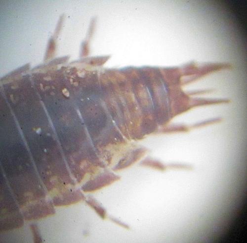 Trichoniscus sp.