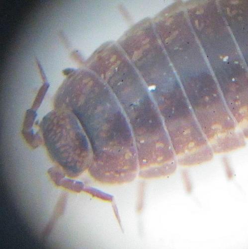 Trichoniscus sp.