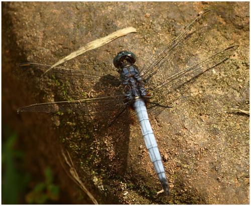Réf. 64 973 : Orthetrum glaucum