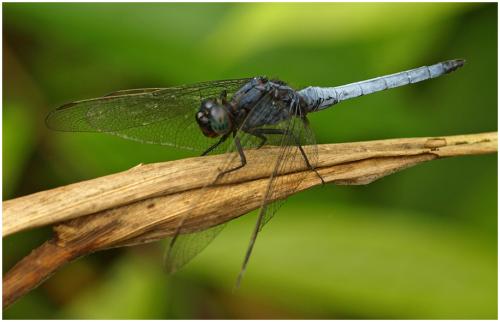 Orthetrum glaucum