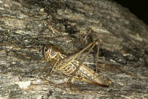 Réf. 64 804 : Decticus albifrons