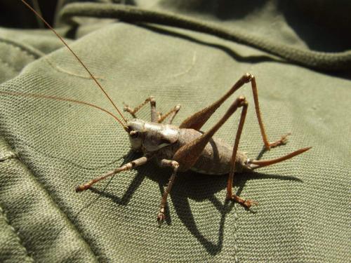 Réf. 64 235 : Antaxius pedestris
