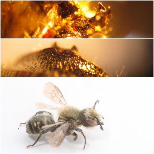 Réf. 64 921 : Osmia sp.