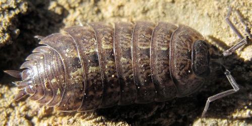 Porcellio monticola