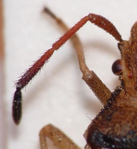 Ceraleptus lividus