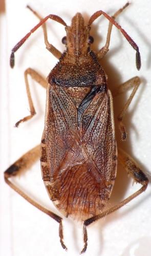 Ceraleptus lividus