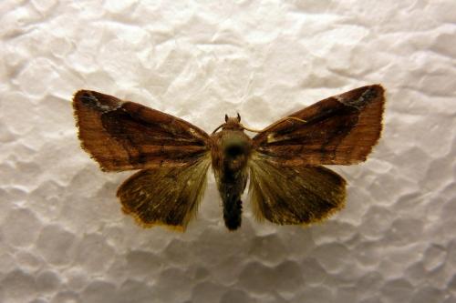 Réf. 64 584 : Cosmia pyralina