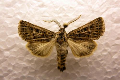 Tholera decimalis