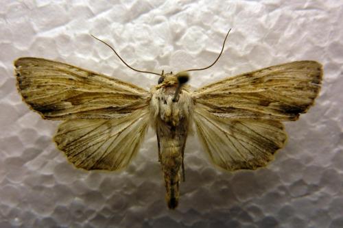 Réf. 64 635 : Apamea lithoxylaea