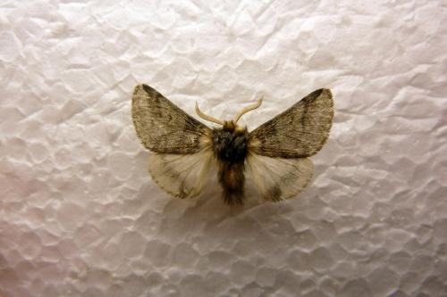 Thaumetopoea sp.