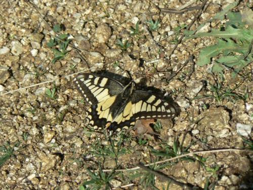 Papilio machaon