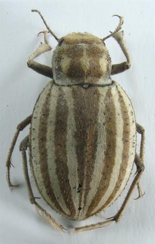 Réf. 64 392 : Earophanta sp.