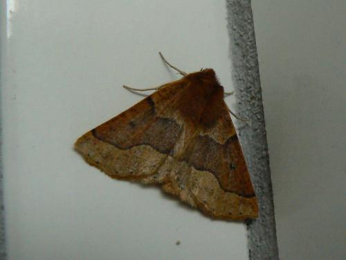 Crocallis tusciaria
