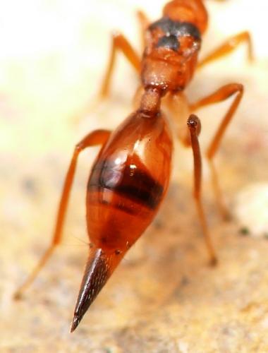 Réf. 64 142 : Dipara sp.