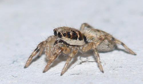 Réf. 64 164 : Salticus sp.