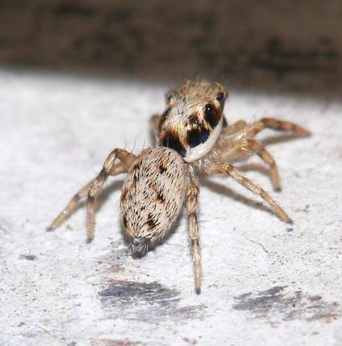 Salticus sp.