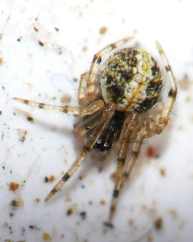 Réf. 64 210 : Theridion sp.