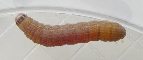 Conistra rubiginosa
